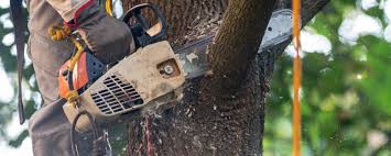 Best Tree Maintenance Programs  in Fruitport, MI